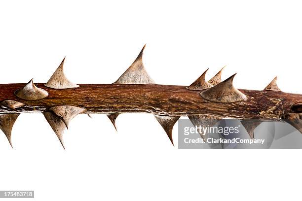 thorn twig - spiked stock pictures, royalty-free photos & images
