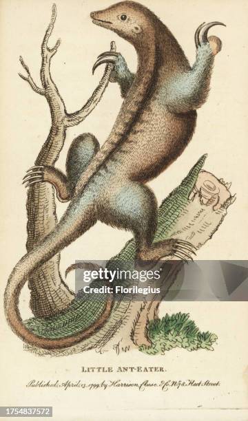 Silky anteater, Cyclopes didactylus. Illustration copied from George Edwards. Handcoloured copperplate engraving from 'The Naturalist's Pocket...