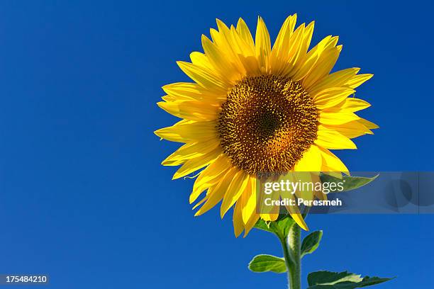 sunflower - sunflowers stock pictures, royalty-free photos & images