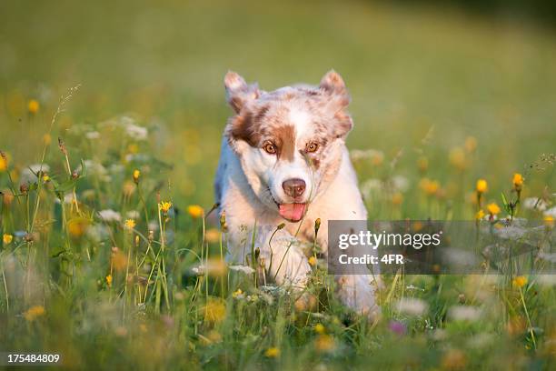 australian shepherd toben die meadows - australian shepherd stock-fotos und bilder