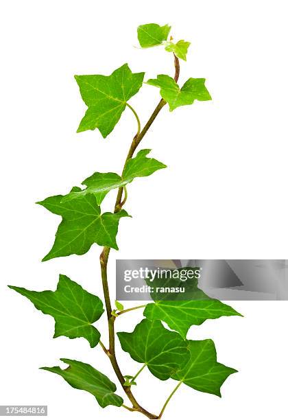 foglie di ivy - edera foto e immagini stock