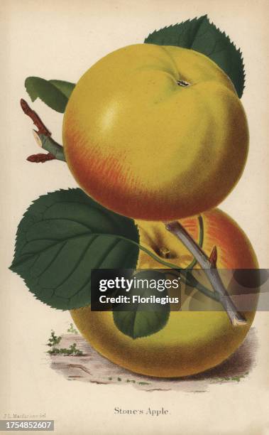 Stone's apple, Malus domestica variety. Drawn by Macfarlane, chromolithograph from 'The Florist and Pomologist' Robert Hogg, London, published from...
