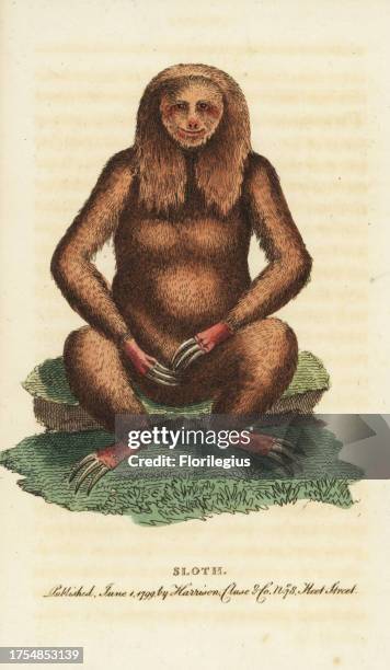 Three-toed sloth, Bradypus tridactylus. Illustration copied from George Edwards. Handcoloured copperplate engraving from 'The Naturalist's Pocket...