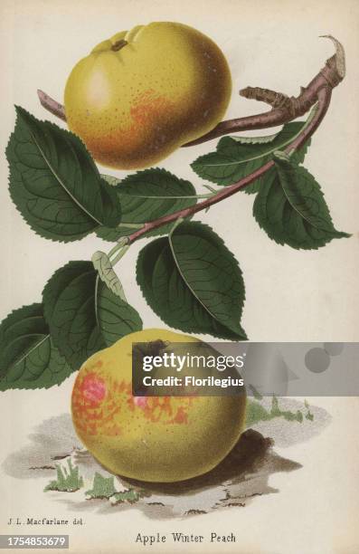 Winter Peach apple variety, Malus domestica. Drawn by J. L. Macfarlane, chromolithograph from 'The Florist and Pomologist' Robert Hogg, London,...