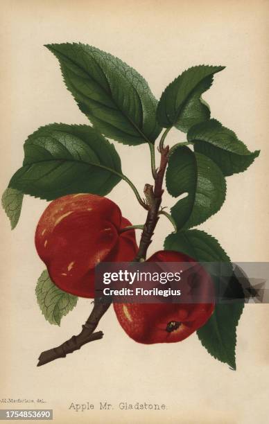 Apple, Mr. Gladstone variety, Malus domestica. Drawn by J.L. Macfarlane, chromolithograph from 'The Florist and Pomologist' Robert Hogg, London,...