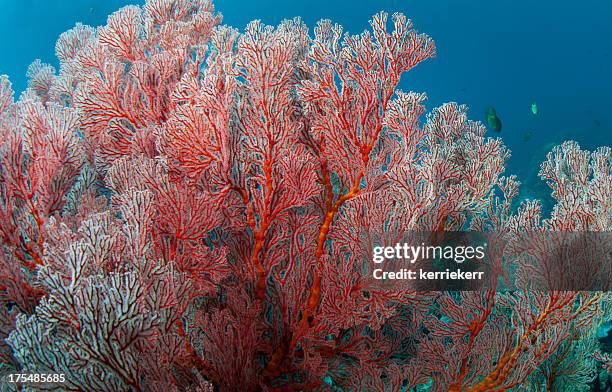 sea fan - korallenfarbig stock-fotos und bilder