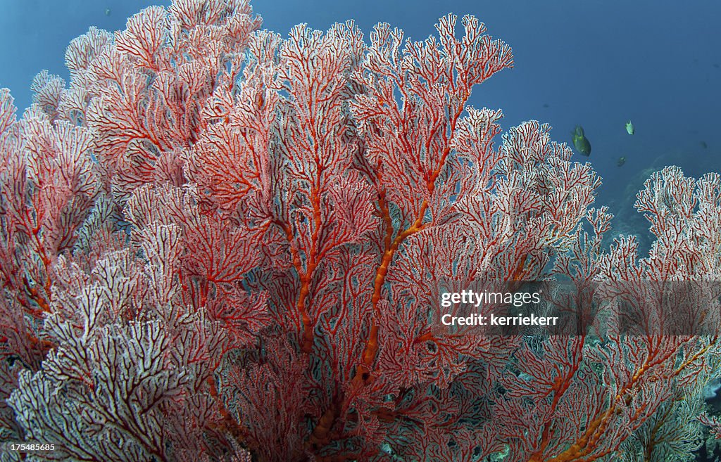 Sea Fan
