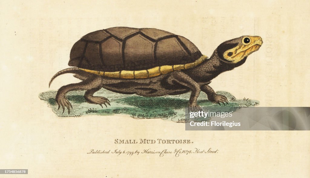 Eastern mud turtle, Kinosternon subrubrum
