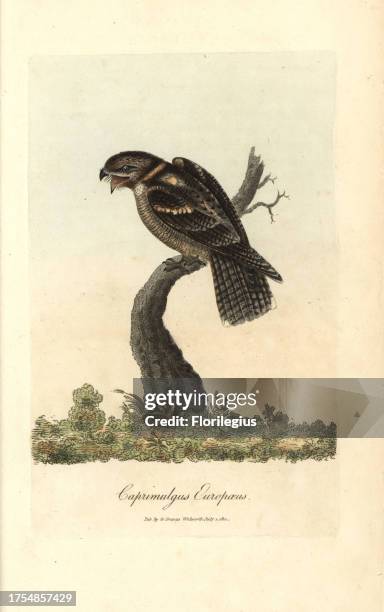 Goatsucker, Nightjar, Caprimulgus europaeus. Handcoloured copperplate engraving by George Graves from 'British Ornithology' 1811. Graves was a...