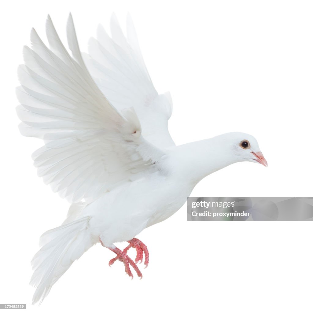 White pigeon isolated