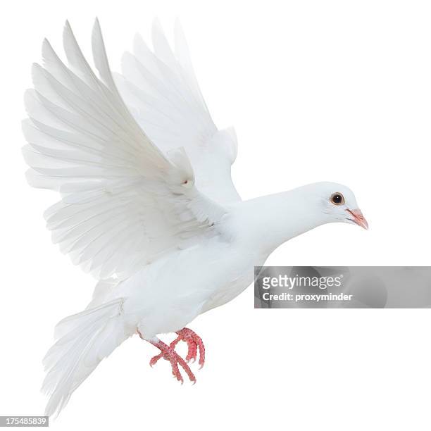 white pigeon isolated - white pigeon stock pictures, royalty-free photos & images