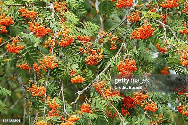 rowan tree with red berry fruit - rowanberry stock pictures, royalty-free photos & images