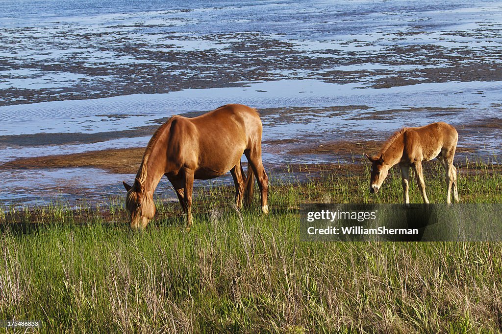 Chincoteague Pony With Foal Close Behind