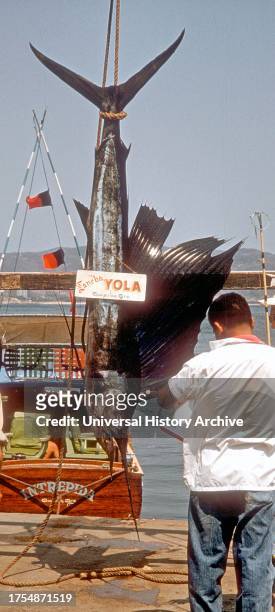 Sailfish catch hoisted at dock. Acapulco, Mexico, Vintage Photograph, 1960.