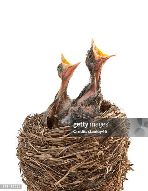 baby birds hungry for dinner - animal nest stock pictures, royalty-free photos & images