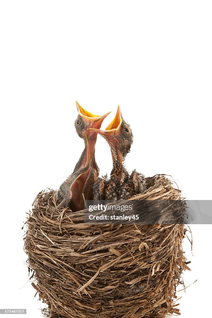 Two newborn birds in nest waiting to be fed with mouths open