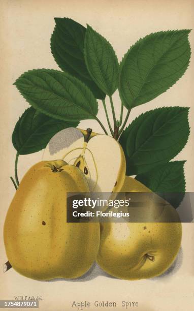 Apple cultivar, Golden Spire, Malus domestica. Drawn by Walter Hood Fitch. Chromolithograph from 'The Florist and Pomologist' Robert Hogg, London,...