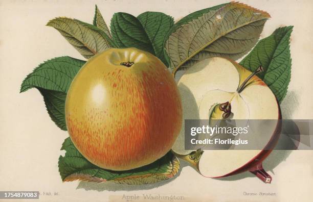 Apple cultivar, Washington, Malus domestica. Drawn by Walter Hood Fitch, chromolithographed by Stroobant, Ghent, from 'The Florist and Pomologist'...