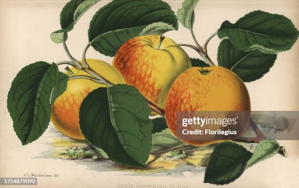 Apple, American Mother variety, Malus domestica. Drawn by J. L. Macfarlane, chromolithographed by Stroobant, Ghent, from 'The Florist and Pomologist'...