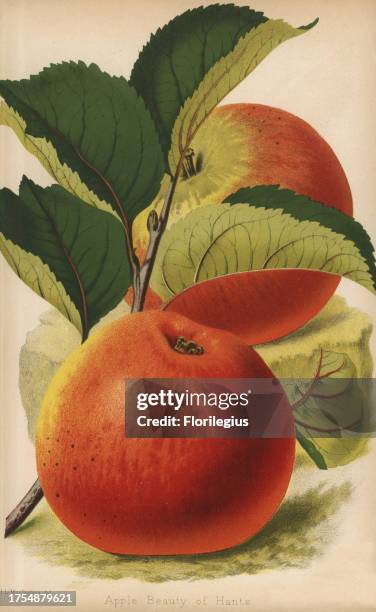 Beauty of Hants, apple variety, Malus domestica. Drawn by J.L. Macfarlane, chromolithographed by Severeyns, Brussels, from 'The Florist and...