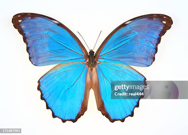 schmetterling, isoliert auf weiss (morpho menelaus) - butterfly effect stock-fotos und bilder