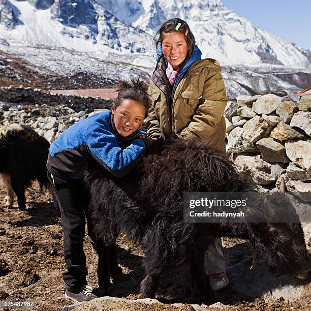 young nepali girls playing with yaks - sagarmatha national park stockfoto's en -beelden