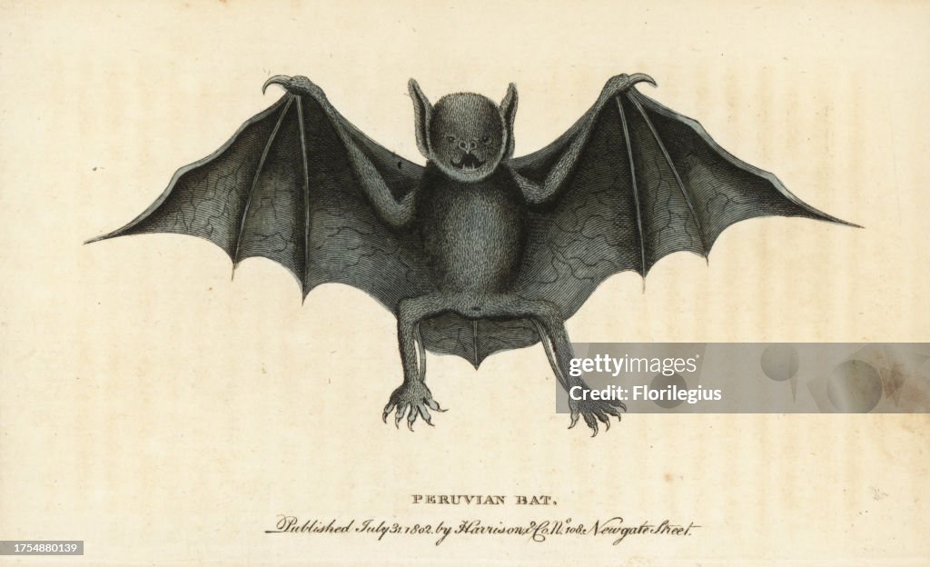 Greater bulldog bat, Noctilio leporinus