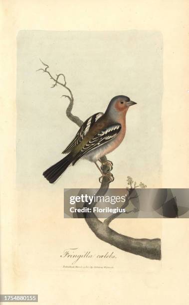 Chaffinch, Fringilla coelebs. Handcoloured copperplate engraving by George Graves from 'British Ornithology' 1811. Graves was a bookseller,...