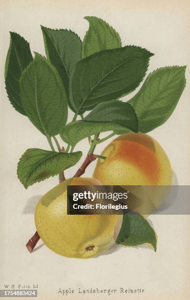 Landsberger Reinette apple variety, Malus domestica. Drawn by Walter Hood Fitch, chromolithograph from 'The Florist and Pomologist' Robert Hogg,...