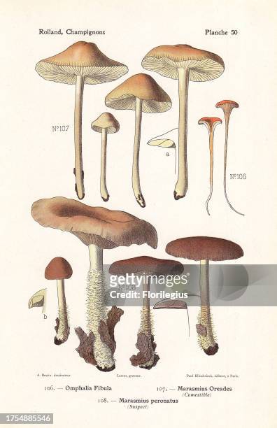 Scotch bonnet mushroom Marasmius oreades, Omphalia fibula, Marasmius peronatus. Chromolithograph drawn by Bessin for Leon Rolland's 'Atlas des...