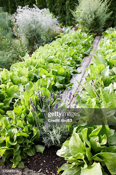 lavender and lettuce growing in vegetable garden - romaine lettuce stock pictures, royalty-free photos & images