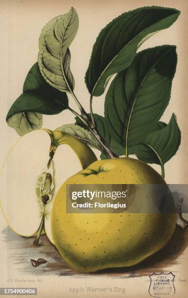 Warner's King apple variety, Malus domestica. Drawn by J.L. Macfarlane, Chromolithograph from 'The Florist and Pomologist' Robert Hogg, London,...