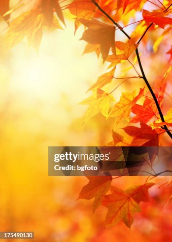 Autumn Leaves Autumn Leaves
