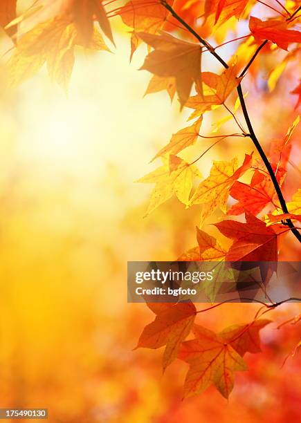 autumn leaves - red leaves stock pictures, royalty-free photos & images