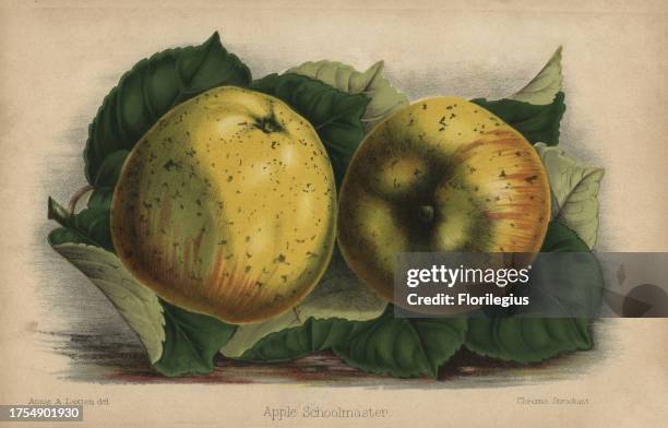 Apple cultivar, Schoolmaster, Malus domestica. Drawn by Annie A. Laxton, chromolithographed by Stroobant, Ghent, from 'The Florist and Pomologist'...