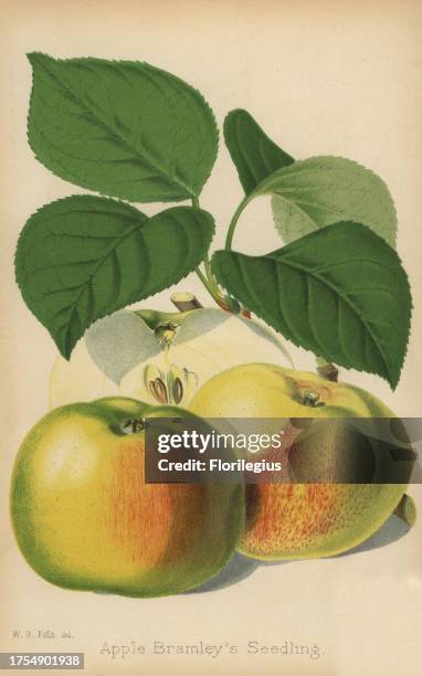 Apple variety, Bramley's seedling, Malus domestica. Drawn by Walter Hood Fitch, chromolithograph from 'The Florist and Pomologist' Robert Hogg,...