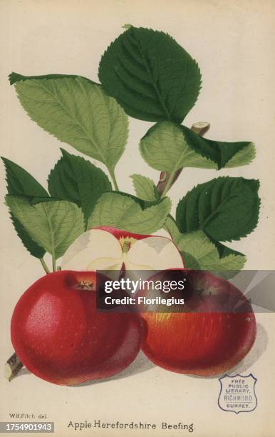 Apple variety, Herefordshire Beefing, Malus domestica. Drawn by Walter Hood Fitch. Chromolithograph from 'The Florist and Pomologist' Robert Hogg,...
