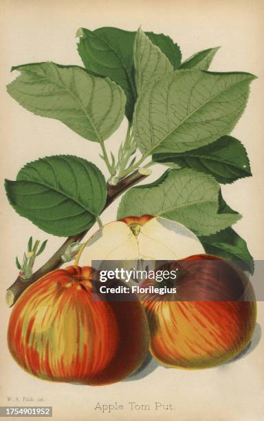 Apple variety, Tom Put, Malus domestica. Drawn by Walter Hood Fitch, chromolithograph from 'The Florist and Pomologist' Robert Hogg, London,...