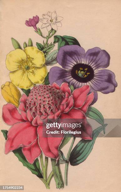 Arabian jasmine, oenothera, lisianthus and alpinia. Lithograph designed and coloured by James Andrews from Robert Tyas' 'Flowers from Foreign Lands,'...