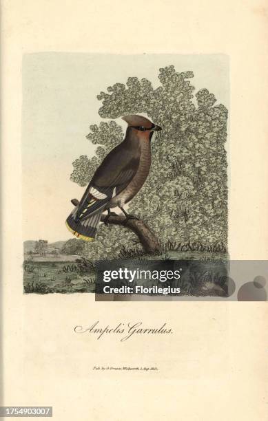 Bohemian chatterer, Ampelis garrulus, Bohemian waxwing, Bombycilla garrulus. Handcoloured copperplate engraving by George Graves from 'British...