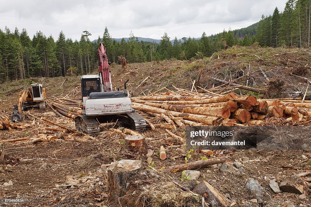 Clean Cut Logging Clear Cut Logging High-Res Stock Photo - Getty Images