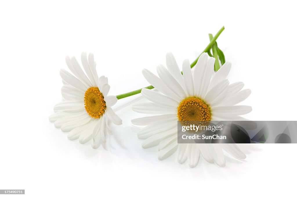 Gänseblümchen-Blumen