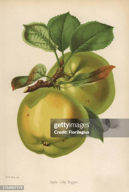 Jolly Beggar apple variety, Malus domestica. Drawn by Walter Hood Fitch, chromolithographed by G. Severeyns, Brussels, from 'The Florist and...