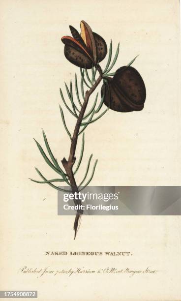 Naked ligneous walnut of New South Wales, common walnut Juglans regia? Handcoloured copperplate engraving from 'The Naturalist's Pocket Magazine,'...