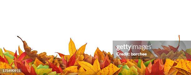 seamless autumn leaves - oak leaf stock pictures, royalty-free photos & images