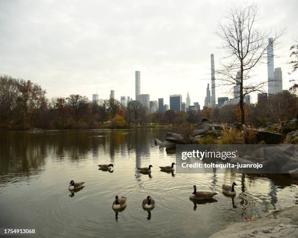 autumm - duck imagens e fotografias de stock