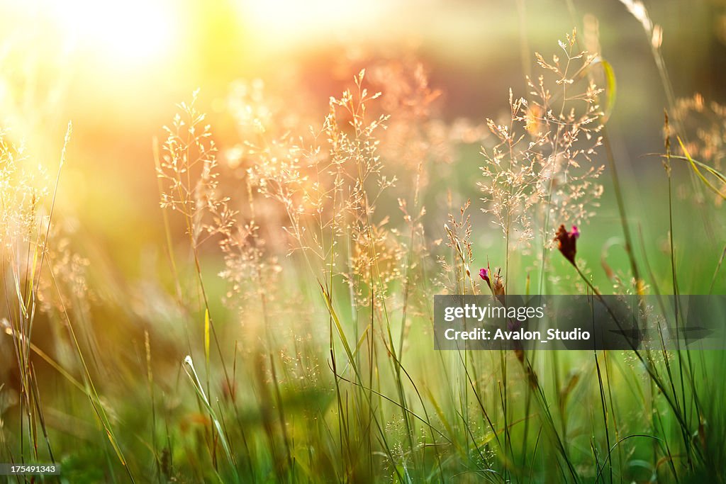 Sunset grass