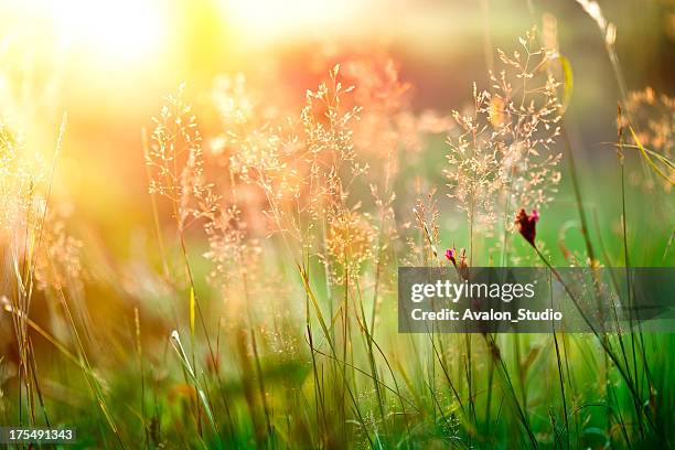 Micro Spring Photos and Premium High Res Pictures - Getty Images