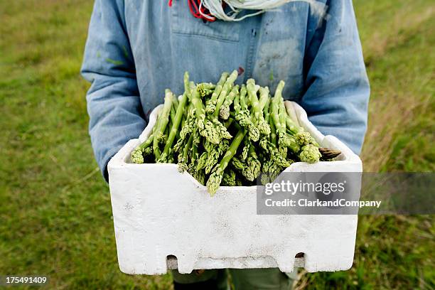 farmer hält eine box aus biologisch angebauter spargel - spargel feld stock-fotos und bilder