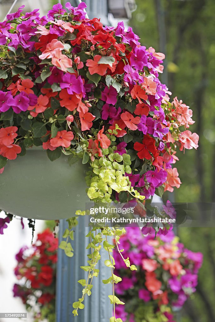 Hanging Flower Baskets, Street Lamp in Victoria, British Columbia, Canada